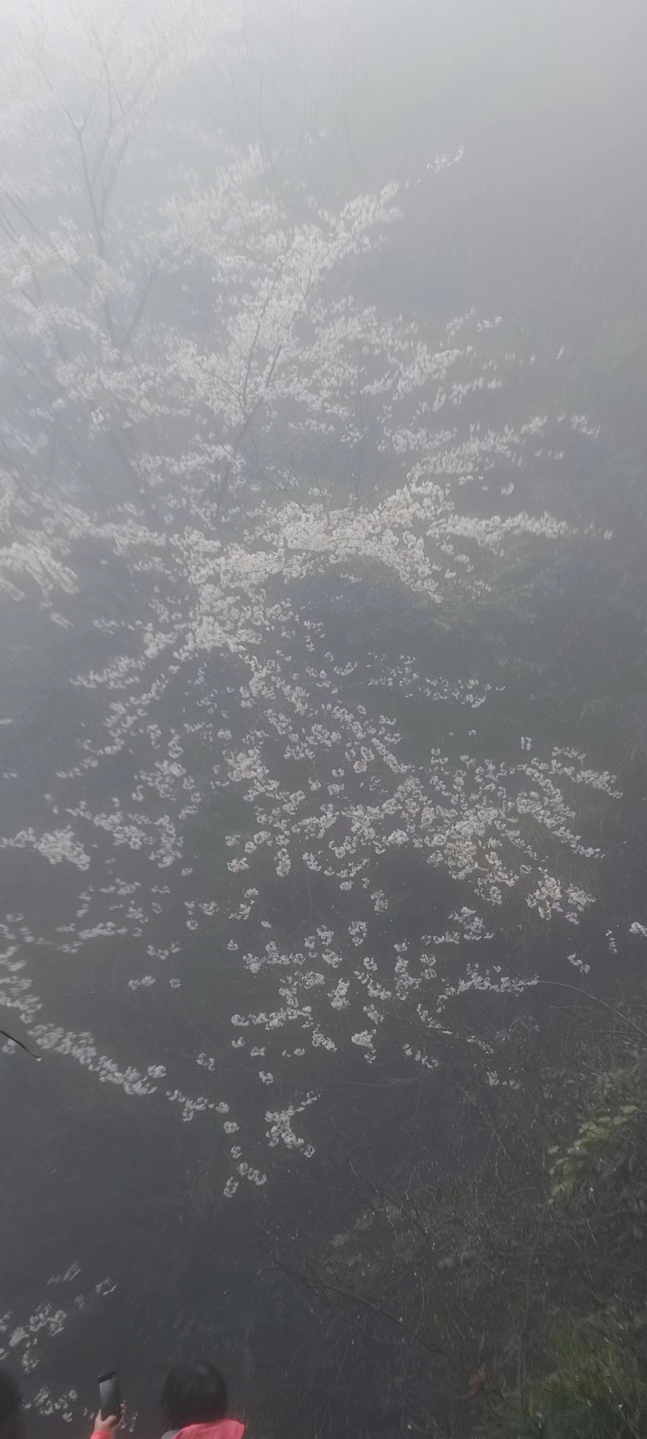 花滿幽谷，鳥鳴山澗-2023年工會活動游記